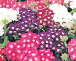 200 Seeds Verbena Mix Flower Seeds Groundcover Hanging Baskets Container... - $8.99