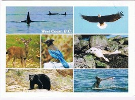 Postcard BC Wildlife Killer Whale Bald Eagle Blacktailed Deer Steller Jay Seal - £2.91 GBP