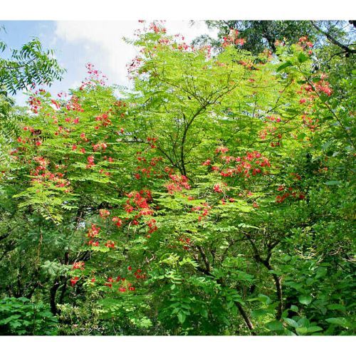 Primary image for Red Bird Of Paradise Caesalpinia Flower 10 Seeds #SFB11