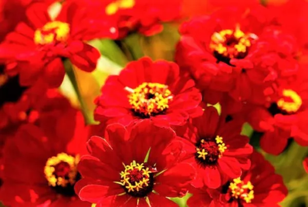 Zinnia Seeds Scarlet Flame Non Gmo 100+ Seeds Fresh Garden - £3.15 GBP