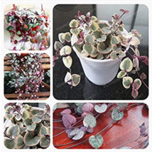 100 pcs Ceropegia Woodii  Great Flower seeds For Garden decore - $9.21