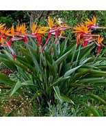 Orange Bird of Paradise~~Strelitzia Reginae~~ROOTED STARTER PLANT~~Uniqu... - $474.99 MXN