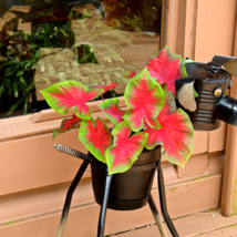 Colorful Thailand Caladium Flower Bonsai - 100 Seeds - $7.33