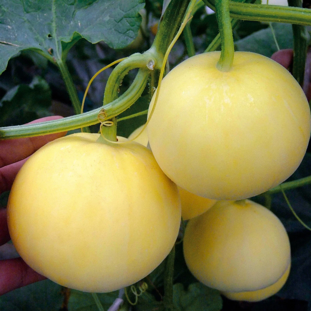 Fresh Premium Bai Mibao Melon Seeds | Heirloom Non-GMO | Asian Vegetables - $7.85