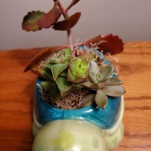 Turtle Planter & Custom Succulent Arrangement, Tortoise Plant Pot, Live Plants image 6