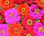 Merlot Mix Zinnia Seed Mix 100 Seeds Non-Gmo Fast Shipping - $7.99