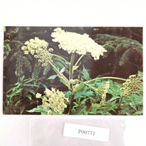 Cow Parsnip Wild Celery Flower Alaska 1960s Postcard Dexter Dedman&#39;s Pho... - $6.88
