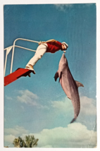 Jumping Porpoise Floridaland Sarasota Venice FL Colourpicture Postcard c1960s - £15.70 GBP