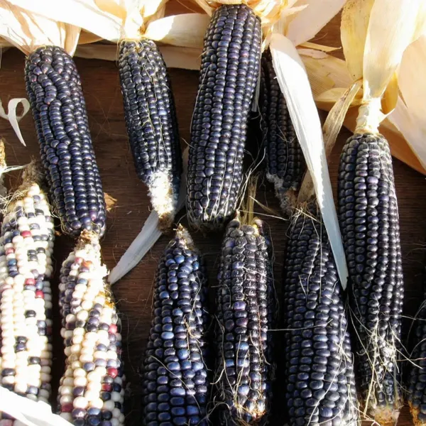30 Hopi Blue Corn Seeds Heirloom Non Gmo Usa Garden Fresh - £9.38 GBP