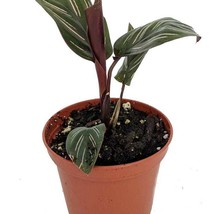 Pin Stripe Prayer Plant Calathea Ornata Easy House Plant 2.5 inch Pot New Fast S - £30.78 GBP