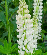 Lupine Russell Noble Maiden 50 Seeds Heirloom Flower Pure White Spikes Fresh - £12.66 GBP
