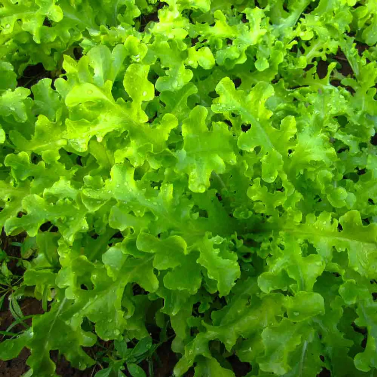 1000 Rouge De Hiver Romaine Lettuce Seeds Always Seeds Garden - £7.31 GBP