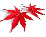 Red Lace Leaf Japanese Maple - Acer Palmatum 30 Authentic Seeds - £11.78 GBP