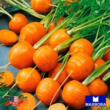 Carrot Seeds - Parisian Non-Gmo Heirloom Vegetable Gardening Fresh USA S... - $15.00