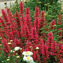 100 of Raspberry Hyssop Seeds Agastache Seed Flowers  - Perennial seed - £4.63 GBP