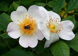 2 live cuttings - Rosa multiflora/polyantha (baby rose, Japanese rose, seven-sis - £8.79 GBP