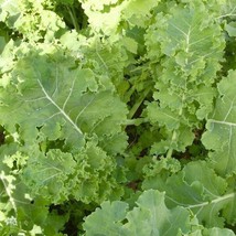 3 Live 5 - 9&quot; inch Seedlings IMPROVED SIBERIAN KALE Delicious Healthy He... - $17.81