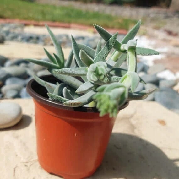 Crassula Mesembryanthemoides Plant 4Inches Crassula Moon Glow Plant Succ... - $16.42
