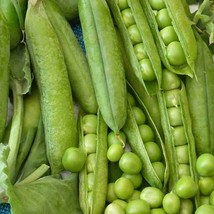 Little Marvel Pea Seeds 25 Ct Pod Vegetable Garden Heirloom NON-GMO  - £4.66 GBP