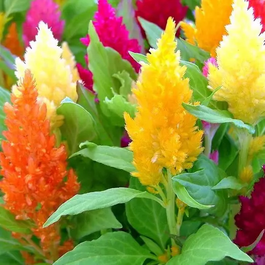 JGBO 50 Pampas Plume Mix Celosia Seeds Non GMO 1277 Seeds Catalog - £6.66 GBP