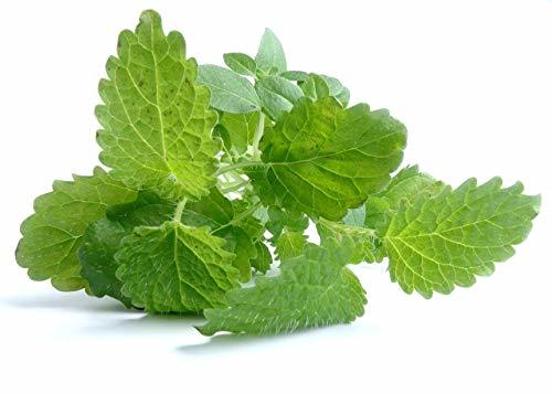 Lemon Balm Herb Seeds - 100 Count Seed Pack - Non-GMO - a mild Lemon Aroma herb