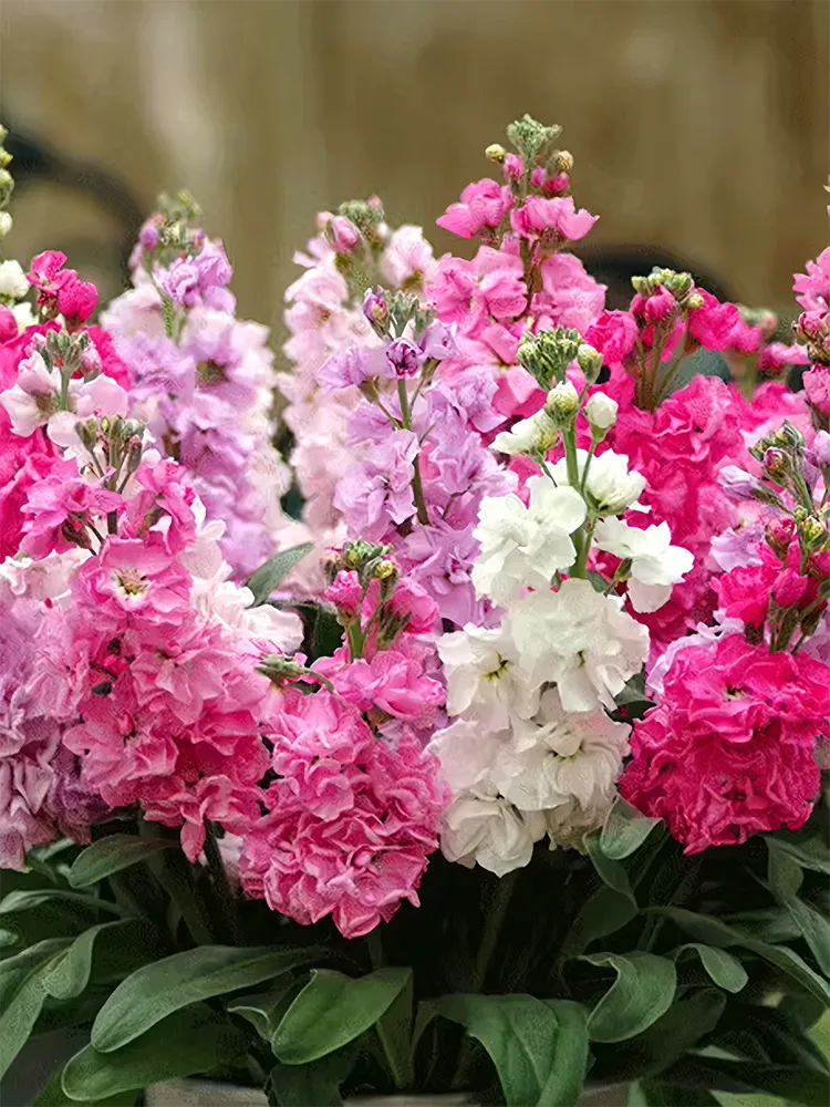 Dwarf Matthiola Incana Mixed (500 - 5000) seeds  Ideal for compact spaces - $266.32 MXN+