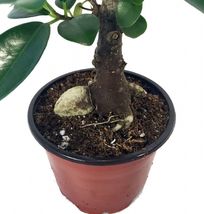 4&quot; Pot Ficus Ginsengs Large Swollen Trunk Easy Tree Indoors Or Bonsai Live Plant - £57.39 GBP