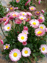 Bellfarm® Bicolor Mid Dual Daisy Seeds - £8.11 GBP