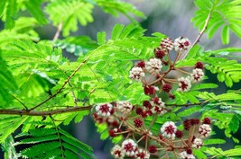 20 Seeds Acacia concinna Shikakai Great potted Tropical - Multi-use Plant   - £3.16 GBP