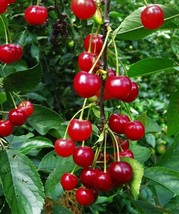 Montmorency Sour Cherry Tree 10 - 50 Seeds Tart Fruit NON-GMO Fresh Harvest - £3.10 GBP+