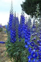 From US 50 Bright Blue Delphinium Mix Seeds Perennial Seed Flower Flowers 124 - £8.09 GBP