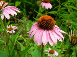 USA Pink Baby Coneflower Echinacea Pallida Flower 50 Seeds - £8.70 GBP