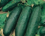 50 Marketmore 76 Cucumber Seeds Non Gmo Heirloom Organic Fresh Fast Ship... - $8.99