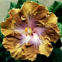 20 Madagascar Hibiscus Golden Yellow Purple White Color -Best Seller - £7.72 GBP