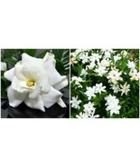 Frost Proof Ia Live Plant Great Fragrance Evergreen 7 To 10 Inch Tall Fr... - €14,71 EUR