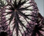 Silver Coleus Flowers Easy To Grow Garden 25 Authentic Seeds - £5.24 GBP