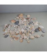 Seashells Lot Various Shells 1.5 Pounds of Shells Summer Beach Ocean - £10.50 GBP