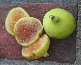 2 Pcs Atereno Fig Cuttings Propagation - $14.85