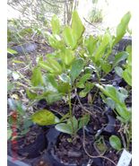 Texas Mt. Laurel Seedling 1 Live Plant - $25.00