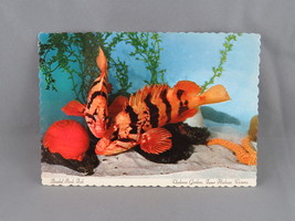 Vintage Postcard - Banded Rock Fish Undersea Gardens Victoria - Dexter Press - £11.20 GBP