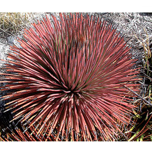 10Pcs Agave Stricta Rubra Red Hedgehog Agave Perennial Spiny Succulent Fresh - £15.75 GBP