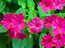 Four o&#39;clock  mirabilis jalapa maravilla flowering BUTTERFLIES GARDEN   50 seeds - £15.97 GBP