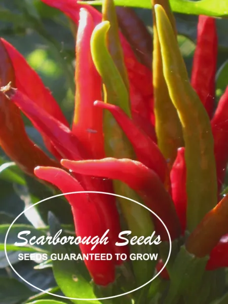 Scarborough Seeds Habanero Caribbean Red Pepper 100 Seeds - £7.09 GBP