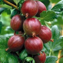 1 well rooted 6-12 inches tall plant. Hinnomaki Red Gooseberry Plant - £31.96 GBP