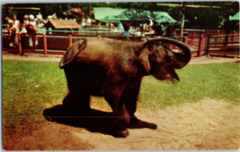 Baby Elephant Childrens Zoo Brookfield Illinois Elephant Postcard - £5.41 GBP