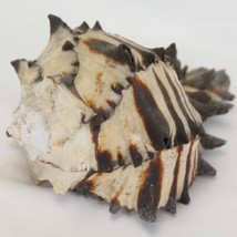 Vintage 3-1/2” Hexaplex Radix Black Murex Natural Real Genuine Seashell ... - $39.19