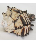 Vintage 3-1/2” Hexaplex Radix Black Murex Natural Real Genuine Seashell ... - $53.76 CAD