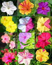 FOUR O&#39;CLOCK flower MIX mirabilis jalapa caudex fragrant succulent seed 10 seeds - £10.35 GBP