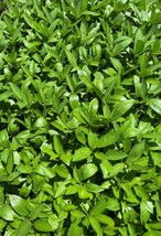 FRESH Egyptian Spinach (Molokhia) Seeds | Heirloom | Organic - £9.63 GBP