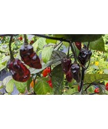 SEED- 7 Pot BBG Black Super Hot - Dark Color Unusual Rare Superb - €3,37 EUR+